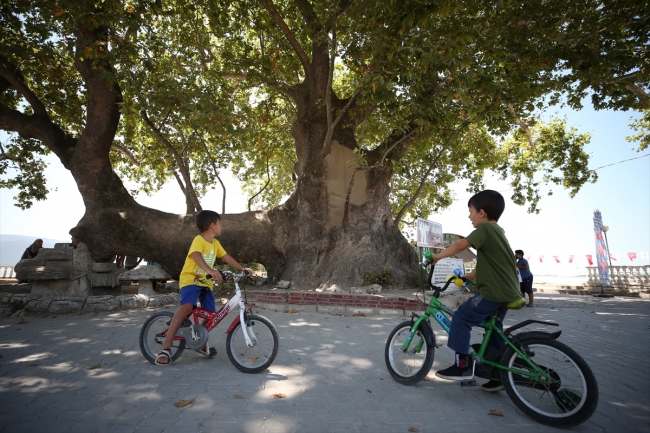 İlk payitaht Bursa'nın asırlara meydan okuyan çınarları
